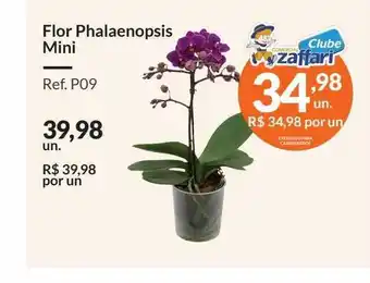 Zaffari Flor phalaenopsis mini oferta