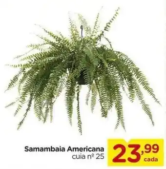 Samambaia Americana