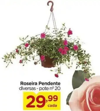 Roseira Pendente