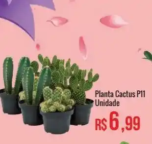 Mart Minas Planta cactus p11 unidade oferta