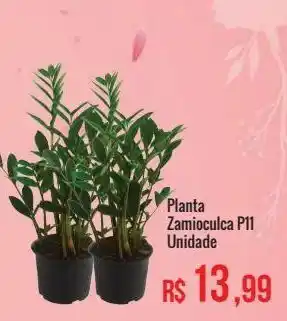 Mart Minas Planta zamioculca p11 unidade oferta