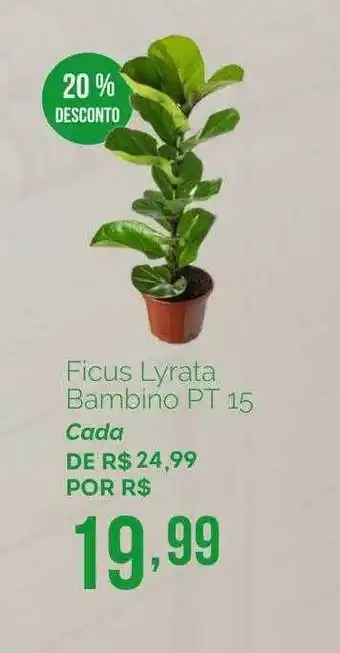Oba Hortifruti Ficus lyrata bambino pt 15 20% desconto oferta