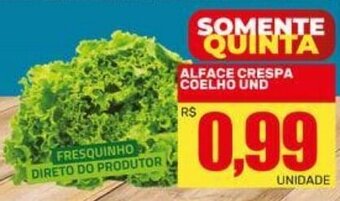 Alface Crespa Coelho und.