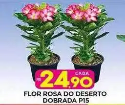 Flor rosa do deserto dobrada p15