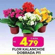 Flor kalanchoe dobrada p11