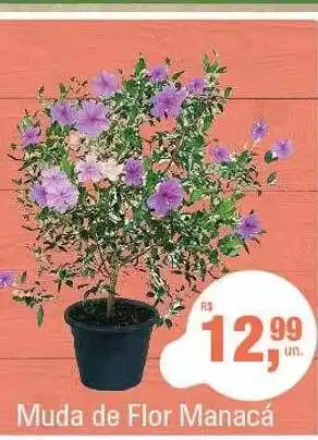 Muda de flor manacá