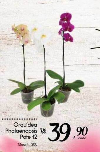 Giassi Supermercados Orquídea phalaenopsis pote 12 oferta