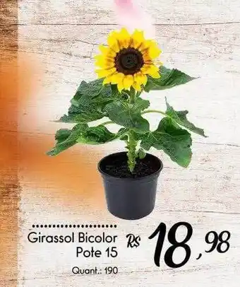 Girassol bicolor pote 15