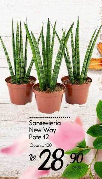 Sansevieria new way pote 12