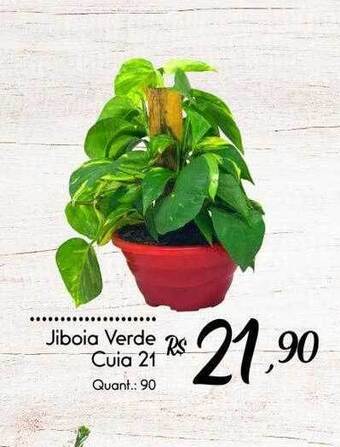 Giassi Supermercados Jiboia verde cuia 21 oferta