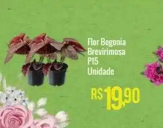 Mart Minas Flor begonia brevirimosa p15 unidade oferta