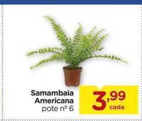 Carrefour Samambaia americana oferta