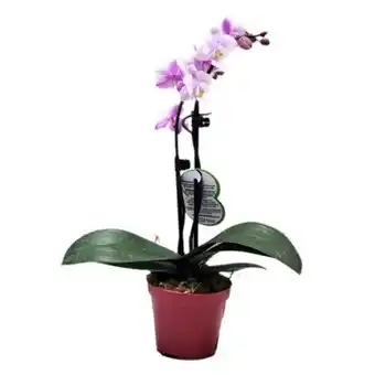 Flor orquídea phalaenopsis mini p9 cores sortidas holambelo vaso 1un