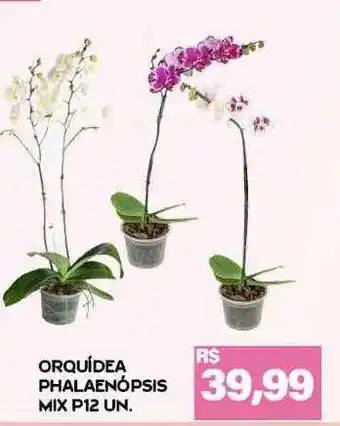 Orquídea pahlaenópsis mix p12 un.