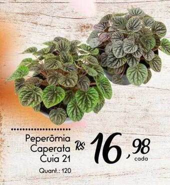 Giassi Supermercados Peperômia caperata cuia 21 oferta