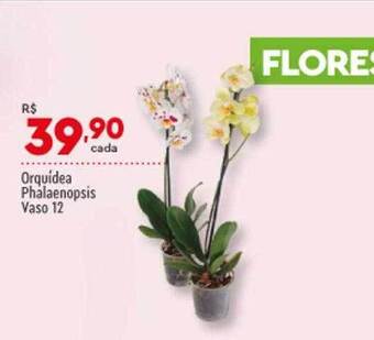 Orquídea phalaenopsis vaso 12