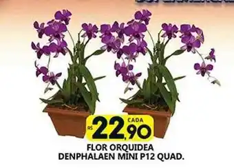 Supermercado Porecatu Flor orquidea denphalaen mini oferta