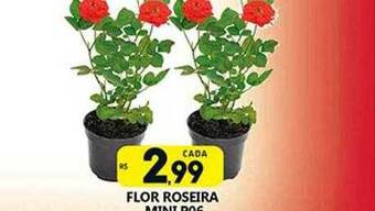 Supermercado Porecatu Flor roseira mini oferta