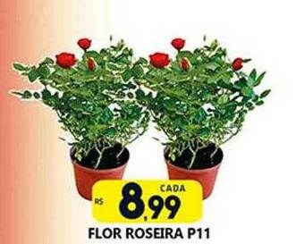 Flor roseira