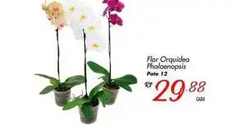 Muffato Flor orquídea phalaenopsis pote 12 oferta