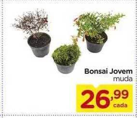 Bonsai jovem