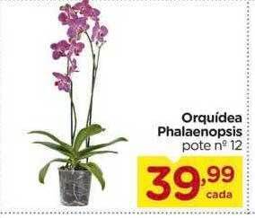 Carrefour Orquídea phalaenopsis oferta