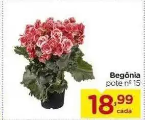 Begônia