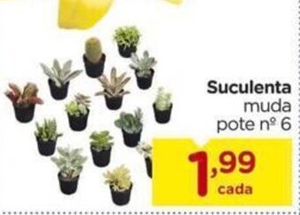 Suculenta Muda pote n.6