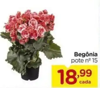Begonia pote n.15