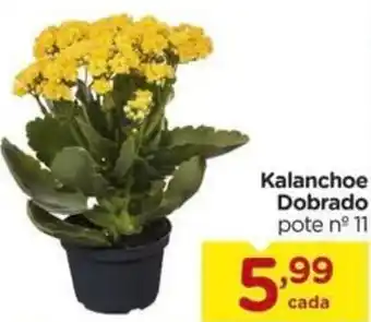 Carrefour Kalanchoe Dobrado P11 oferta