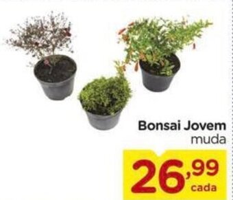 Carrefour Bonsai Jovem muda oferta