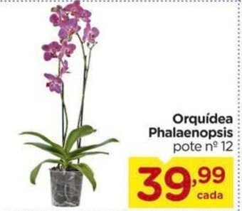 Orquidea Phalaenopsis