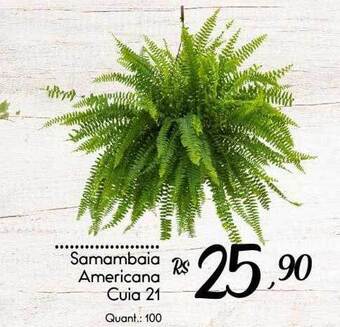 Giassi Supermercados Samambaia americana cuia 21 oferta
