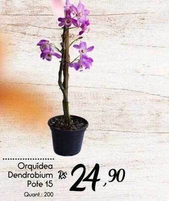 Giassi Supermercados Orquídea dendrobium pote 15 oferta