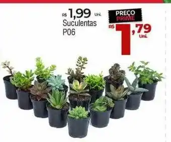 Suculentas p06