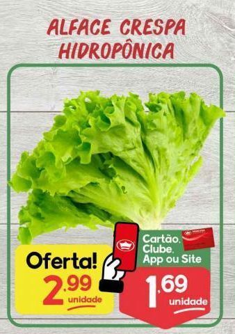Alface crespa hidropônica unidade