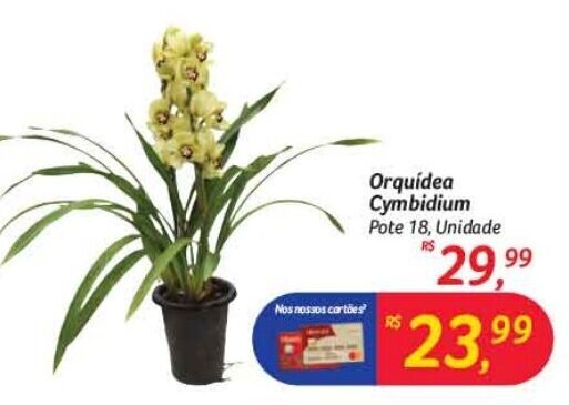 Orquidea cymbidium oferta na Hipermercado BIG