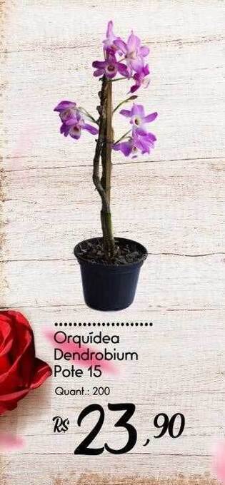 Giassi Supermercados Orquidea dendrobium oferta