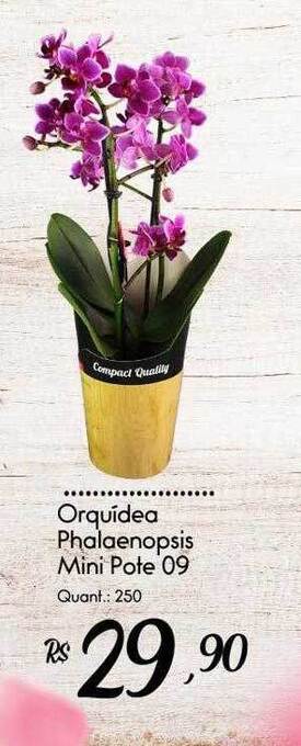 Giassi Supermercados Orquidea phalaenopsis mini oferta