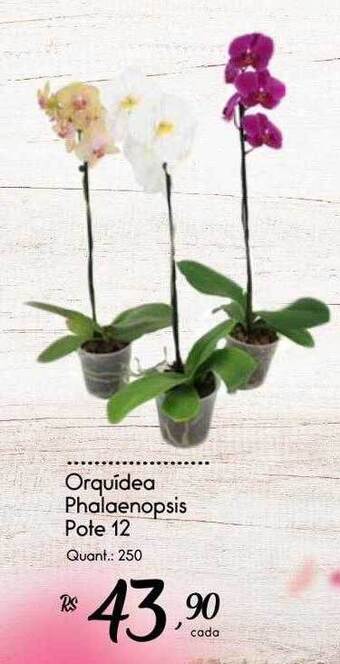 Giassi Supermercados Orquidea phalaenopsis oferta