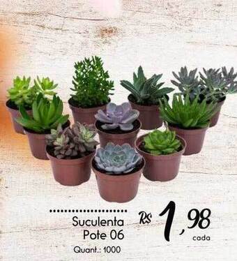 Giassi Supermercados Suculenta oferta