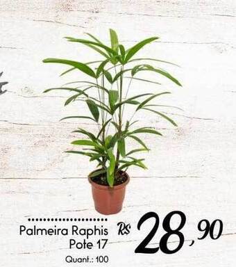 Giassi Supermercados Palmeira raphis oferta