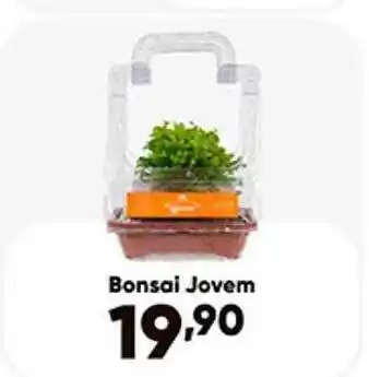 Bonsai jovem