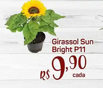 Girassol sun bright p11