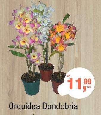 Supermercados Alvorada Orquidea Dondobria oferta