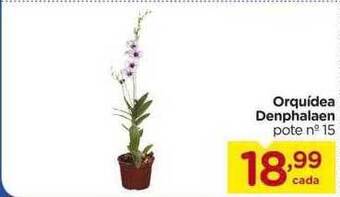 Carrefour Orquidea denphalaen oferta