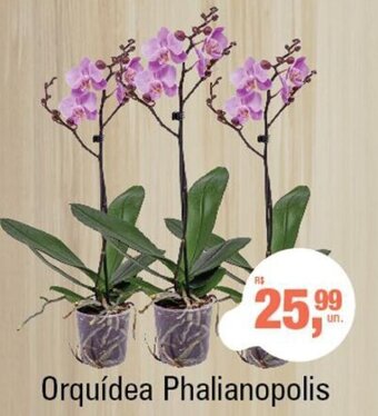 Orquidea Phalianopolis