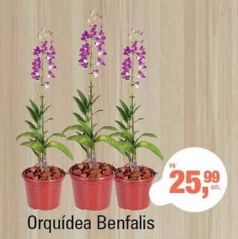 Supermercados Alvorada Orquidea Benfalis oferta