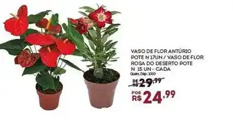 Bistek Supermercados Vaso de flor antúrio pote 17 - vaso de flor rosa do deserto pote - cada oferta