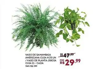 Bistek Supermercados Vaso de samambaia americana cuia 25 - vaso de planta jiboia cuia 21 - cada oferta